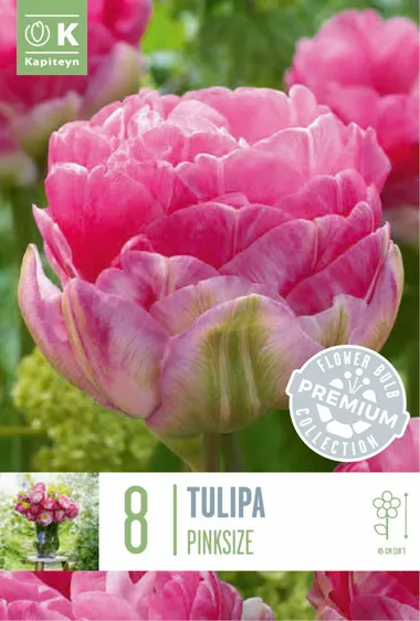 Tulip Pinksize