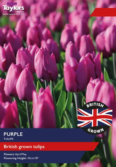 Tulip Purple