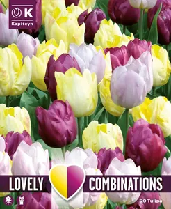 Tulip Purple & Yellow Mix