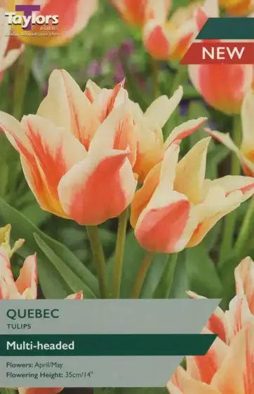 Tulip Quebec