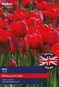 Tulip Red