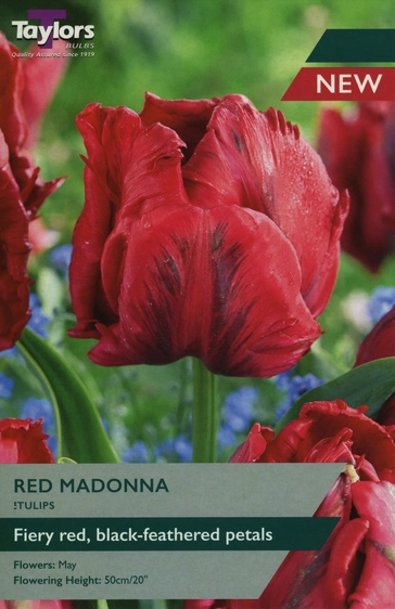 Tulip Red Madonna