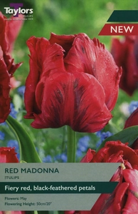 Tulip Red Madonna