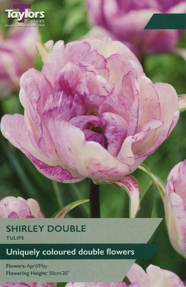 Tulip Shirley Double