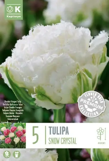 Tulip Snow Crystal