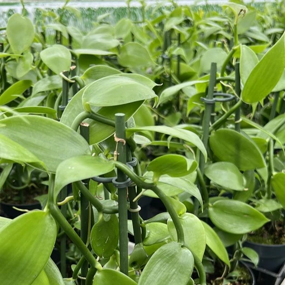 Vanilla planifolia 12cm - image 1