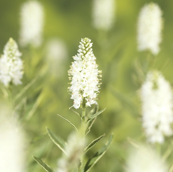 Veronica longifolia 'Charlotte'