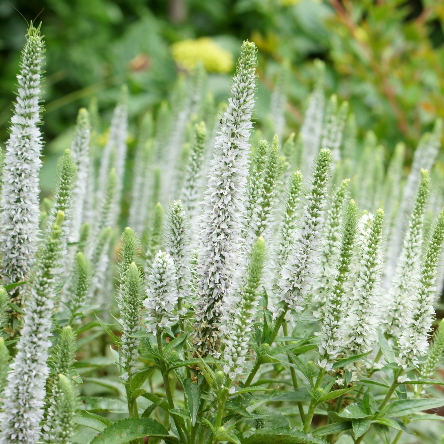 Veronica spicata 'Snow Candles' - Cowell's Garden Centre | Woolsington