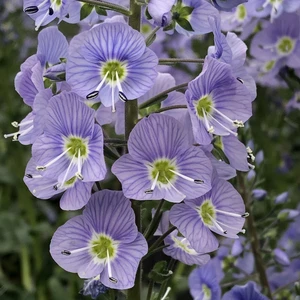 Image Credit: Farplants Ltd.