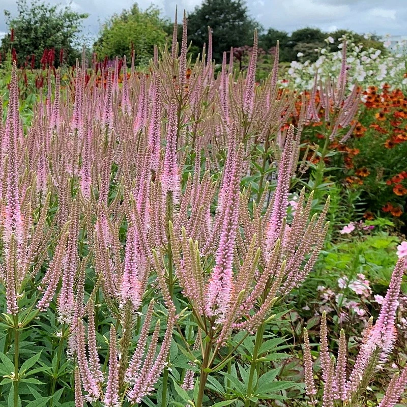 Veronicastrum virginicum 'Challenger' - Cowell's Garden Centre ...