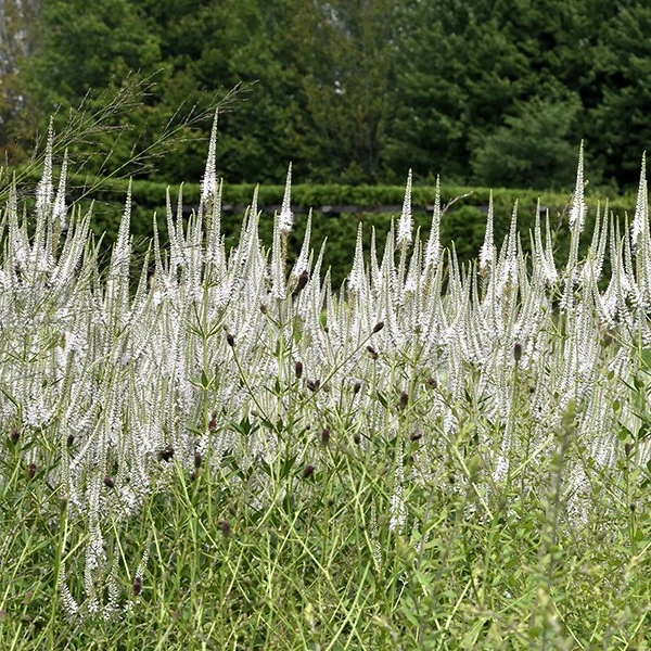 Veronicastrum Virginicum Diana Cowell S Garden Centre Woolsington