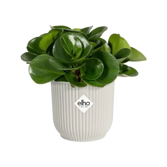 elho Vibes Fold Silky White Mini Pot Ø7cm - image 2