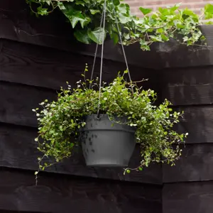 elho Vibia Campana Anthracite Hanging Planter - image 1