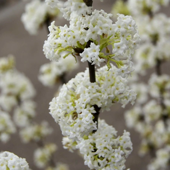 Viburnum farreri 'Candidissimum' 6L