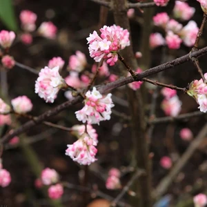 Viburnum x bodnantense 'Charles Lamont' 2.3L