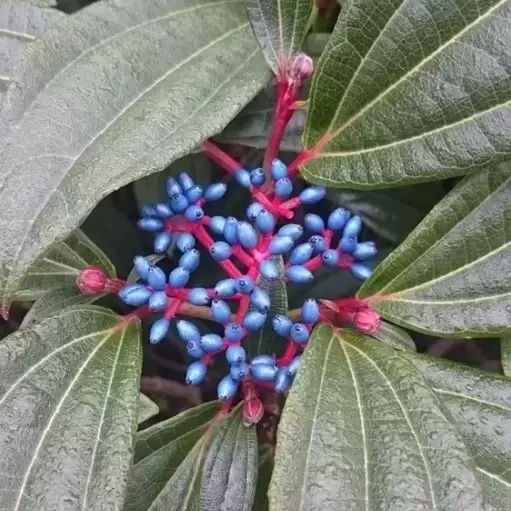 Viburnum davidii 2.3L