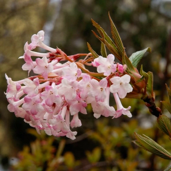 Viburnum farreri 'December Dwarf'