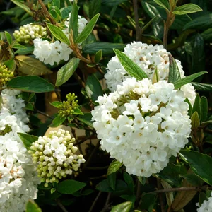 Viburnum 'Eskimo' 6L - image 2