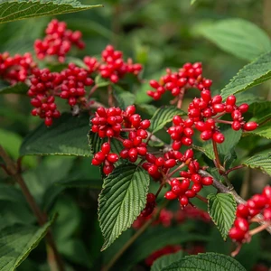 Viburnum plicatum f. tomentosum 'Kilimanjaro Sunrise' - image 5