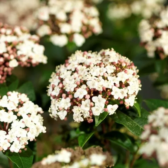 Viburnum tinus 'Ladybird' 4L