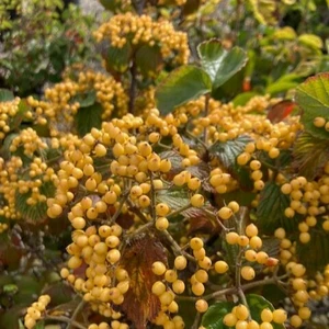 Viburnum dilatatum 'Michael Dodge'