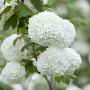 Viburnum 'Roseum'