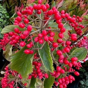 Viburnum dilatatum 'Sealing Wax' - image 1