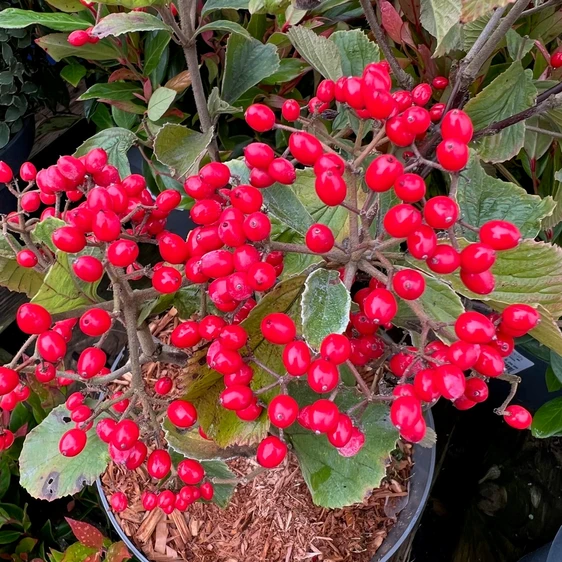 Viburnum dilatatum 'Sealing Wax' - image 2