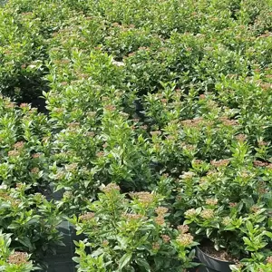 Viburnum tinus 4L Standard - image 1