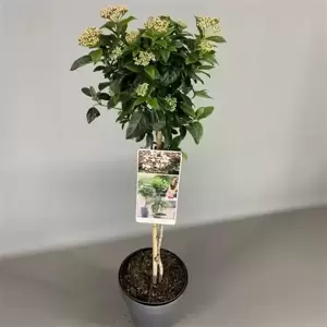 Viburnum tinus 4L Standard - image 2