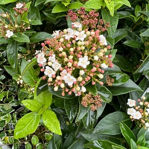 Viburnum tinus 'Eve Price' Standard - image 1