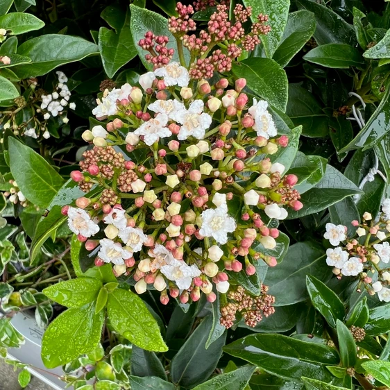 Viburnum tinus 'Eve Price' Standard - image 2