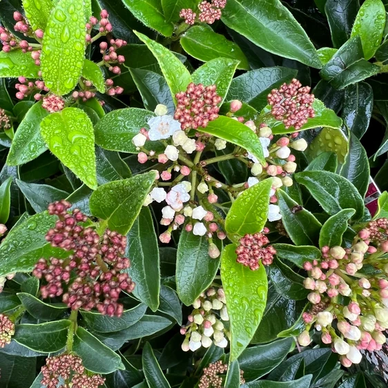 Viburnum tinus 'Eve Price' Standard - image 3