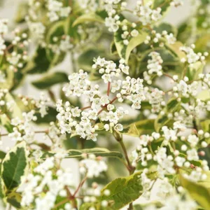 Viburnum tinus 'White Egret' - image 1