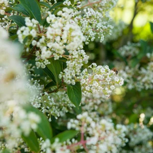 Viburnum 'Winton'