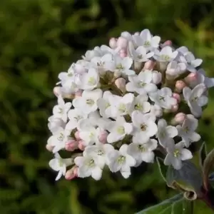 Viburnum x burkwoodii 4L