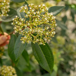 Viburnum davidii 'Yin' - image 1