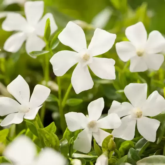 Vinca minor f. alba 'Gertrude Jekyll 1L - image 1