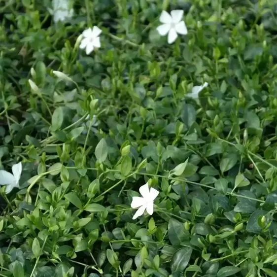 Vinca minor f. alba 'Gertrude Jekyll 1L - image 2