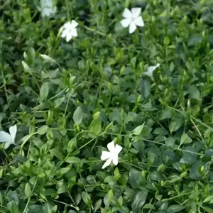 Vinca minor f. alba 'Gertrude Jekyll 1L - image 2