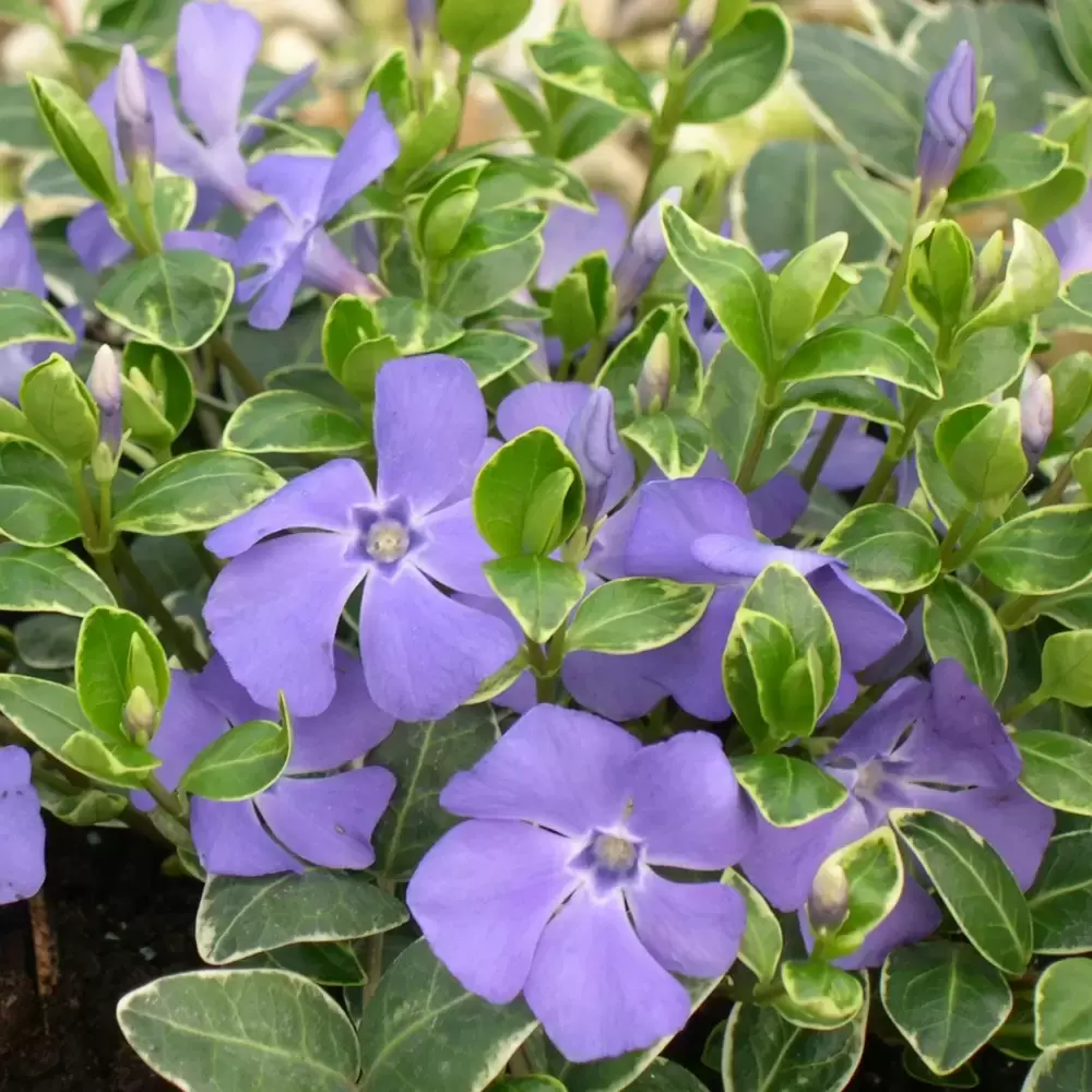 Vinca minor 'Ralph Shugert' 2L - Cowell's Garden Centre | Woolsington