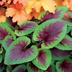 Viola 'Heartthrob' - Photo(s) courtesy of TERRA NOVA® Nurseries, Inc.