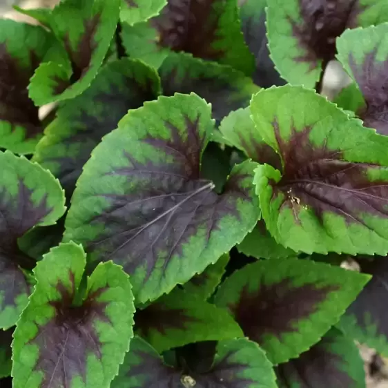 Viola 'Heartthrob' - Photo(s) courtesy of TERRA NOVA® Nurseries, Inc.