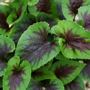 Viola 'Heartthrob' - Photo(s) courtesy of TERRA NOVA® Nurseries, Inc.