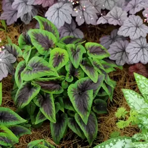 Viola 'Heartthrob' - Photo(s) courtesy of TERRA NOVA® Nurseries, Inc.