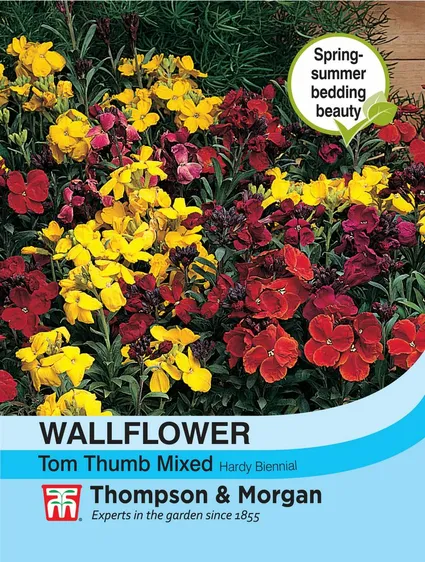Wallflower Tom Thumb - image 1