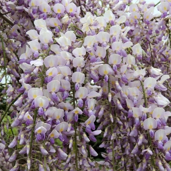 Wisteria x venusta 'Grande Diva Maria' 10L