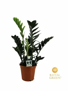 Zamioculcas zamiifolia 'Raven' 17cm - image 1