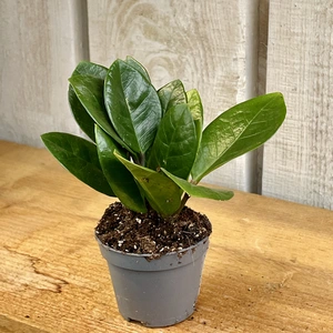 Zamioculcas zamiifolia 6cm - image 1