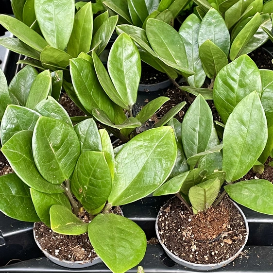 Zamioculcas zamiifolia 6cm - image 2